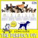 4LEFFRIEND High Visibility Dog Security Vest - Linen Fastening Ring 5 Sizes Safety for Outdoor Activities Yellow (L) - Buy Online on GoSupps.com