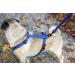 Buy Karlie Art Sportiv Plus Harness - Blue Arrows 20mm Width Adjustable 45-70cm - International Shipping Available - Buy Online on GoSupps.com