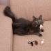 Elanox 10 Set Spielm us Cat Toys - Plastic-Free Bell Included Assorted Mix for All Cat Breeds - Buy Online on GoSupps.com
