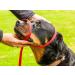 Gencon All-in-1 Headcollar and Lead Right-handed Purple/Pink - Buy Online on GoSupps.com
