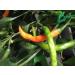 GHINO DI TACCO Pepper seeds - special offer!!!!! - 15 varieties of 150 seeds - Buy Online on GoSupps.com
