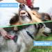 Maxpower Planet Hund- und Katzenb rste Sanfte Wollb rste f r Langhaartiere Doppel-seitiger Hundekamm & Katzenkamm in Pink Gro e Gr e - Buy Online on GoSupps.com
