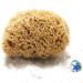 Tom & Pat natural sponge with corde & glass trailer - Dermatest: very good unrevised bathing sponge shower sponge body peeling sponge from Greece premium quality (25-26 cm)