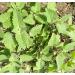Hundredfold Catnip Nepeta cataria 1000 Seeds - Heirloom Non-GMO Catmint Herb for Kitten & Cat Treat Packed & Shipped in Canada