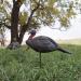 Lucky Duck Turkey Decoys HD Collapsible Jake - High-Quality Hunting Decoy - Buy Online on GoSupps.com