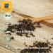 Buy Organic All Orient Bio Indian Chai - 100g Loose Black Tea with Ayurvedic Spices | Natural Flavorless Spicy Taste | International Shipping Available - Buy Online on GoSupps.com