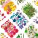 ODDAVA Dried Pressed Flowers  170+ Pcs Mixed Dried Flowers for Resin  Bulk Natural Dry Floral Resin Fillers Decoration Accessories for DIY Crafts  Scrapbooking  Epoxy Resin Mold  Jewelry  Nail Making 5 Color Set