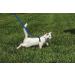 PetSafe Easy Walk Cat Harness with Elastic Bungee Leash - Size M Blue | International Shipping Available - Buy Online on GoSupps.com