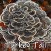 Earth Cap Mushrooms Sunrise 6 Mushroom Supplement Capsule - Chaga Cordyceps Lion's Mane Maitake Reishi Turkey Tail Real Fruiting Body - No Fillers - Buy Online on GoSupps.com