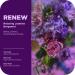 OLLY Renew Body Lotion-Serum with Vitamin D, Retinol & Botanicals Nourishing Cleanser for Skin Barrier Repair, Deep Hydration, Jasmine Bergamot Scent, 8oz - Buy Online on GoSupps.com