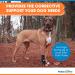 Front No-Knuckling Training Sock for Small Dogs | Supports Proper Paw Movement - Buy Online on GoSupps.com