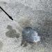 Driveway Oil Stain Remover - Concentrated 16 Oz Cleaner for 100+ Stains - Eco-Friendly Concrete Treatment - Buy Online on GoSupps.com