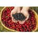 Dried Dark Sweet Cherries 32oz Bag - Unsweetened, No Added Sugar - Sunrise Fresh Dried Fruit Co. - 2 Pound (Pack of 1) - Buy Online on GoSupps.com