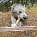 Zoyys Coffee Wood for Dogs - Natural Chewing Bones | XXL 3-Pack | Dental Health & Sustainable Employment | 30kg Weight | Durable Dog Accessories - Buy Online on GoSupps.com