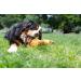 Buy Irish Premium Beef Chewing Bones for Dogs | Cereal-Free & Sensitive | Large Postman's Leg - Buy Online on GoSupps.com