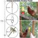 7PCS Chicken Coop Toys Set - Xylophone, Swing, Mirror, Ladder Bridge, Vegetable String Bag, Fruit Feeder - Multicolor - Buy Online on GoSupps.com