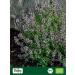 Biojoy Origan Sauvage Biologique (100 g) s ch et coup id al en Infusion ou comme pice (Origanum vulgare subsp. vulgare) 100 g (Lot de 1) - Buy Online on GoSupps.com