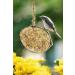 Blumixx 32-Piece Coconut Halves with Mealworms - All-Year-Round Wild Bird Food for Hanging - Buy Online on GoSupps.com
