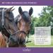 STR H Monks Pepper for Horses - 1L Hormone Balance Liquid for Mares Stallions & Geldings | Herbal Equine Supplement - Buy Online on GoSupps.com