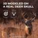 Mountain Mike's Reproductions Skull Master - Universal Antler Mounting Kit - European-Style - Fits Most Antlers - White Natural - Buy Online on GoSupps.com
