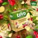 LOYD Tea - Cranberry with Ginger (3 Pack ) - Buy Online on GoSupps.com