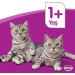 whiskas Multipack Food in the selection of Junior Cats Gelatin Meat (4 Bags x 100g) - Buy Online on GoSupps.com