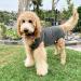 Shop Doton Hospital Suit for Dogs & Cats - Wound Protection & Medical Clothing for Post-Op Care (M Gray) - Buy Online on GoSupps.com