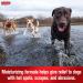 Sulfodene Hot Spot & Itch Relief Dog Spray 8 oz - Soothes Irritated Skin - Buy Online on GoSupps.com