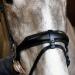 Harry Hall Cottage Craft Flash Bridle | Anatomical Horse Bridles | Flash Noseband For Pony Cob Full Extra Full | Leather Tack Full Black - Buy Online on GoSupps.com