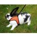 Shop Kerbl Rabbit Harness with Flexible Leash - Adjustable 22-26 cm Neck & 33-43 cm Belly | International Shipping Available - Buy Online on GoSupps.com