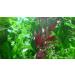Exclusive Product - 50 Live Aquarium Plants Collection of Aquatic Plants for Your Fish Tank - Buy Online on GoSupps.com