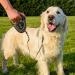 Ferplast Flippy Tech Dog Leash for Medium Dogs Up to 25kg - 3m Extendable Roller Line with Locking Button - Black - Buy Online on GoSupps.com