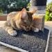 Skitcat Catnip 15g - Natural Catnip for Cats | Cat nip | Cat Treats | Extra Strong Sustainably Farmed Pesticide Free - Buy Online on GoSupps.com