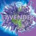Soft Scrub 4-in-1 Lavender Toilet Bowl Cleaner 2 Count - Buy Online on GoSupps.com