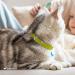 Collardirect Leather Cat Safety Collar with Elastic Belt & Bell | Adjustable 15-18 cm | Available in Black Blue Red Orange Green Pink Lime Green | International Shipping - Buy Online on GoSupps.com