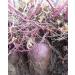 Okinawa Sweet Potato Seeds - Buy Hawaiian Uala Seeds for International Shipping - Buy Online on GoSupps.com