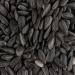 5kg Black Sunflower Seeds Wild Bird Food Sunflowers in Bucket (5kg) - Buy Online on GoSupps.com