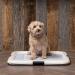 Iris USA Pet Training Pad Holder - Dark Gray, 22 x 23 inches - Buy Online on GoSupps.com