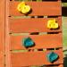 Color Climbing Rocks - Set of 4 | Durable and Vibrant Climbing Holds - Buy Online on GoSupps.com