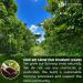 Lavendium 240+ Premium Soursop Graviola Dried Leaves 240-260 Natural Leaves Whole Soursop Leaves Wildcrafted Graviola Soursop Hoja Guanabana Soursop Loose Leaf Herbal Tea No Gluten Vegan Soursop Leaves 240 Bags - Buy Online on GoSupps.com