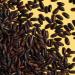 Reishunger Organic Black Rice Bio Nerone 3x3kg | Premium Italian Black Rice - Available in 600g to 9kg - Buy Online on GoSupps.com