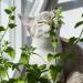 Premium Owngrown Catnip Seeds | Grow 1000 Catnip Plants - Nepeta Cataria for Pots & Gardens - Buy Online on GoSupps.com