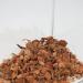 JBL TerraCoco 71015 Substrate for Terrariums | Coconut Chips 5L | Best Soil for Plants - Buy Online on GoSupps.com