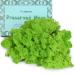 Neptten Preserved Moss, Moss for Fairy Garden, You can use Our Moss as Decor Anywhere! The Ideas and Creativity for Our Product is Limitless!(Chartreuse,3OZ) 3 OZ Chartreuse