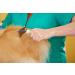 Andis - Vertical dematting Dematting rake - Buy Online on GoSupps.com
