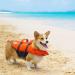 Kyjen Outward Hound Ripstop Life Jacket for Dogs - Adjustable Quick Release Design | Size L Orange - Ideal for Safe Water Adventures - Buy Online on GoSupps.com