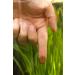 Sera O-Nip Nature 250 ml - 7% Krill Adhesive Tablets for Healthy Aquarium Fish Feed - High Usability Fewer Algae Tablets - International Shipping Available - Buy Online on GoSupps.com