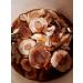 Seweryn Dried Porcini Mushrooms 100g - GMO Free Borowik Szlachetny Whole Caps String - Imported from Poland - Buy Online on GoSupps.com