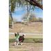 Jolly Pets Tree Tugger Green - Interactive Dog Toy for Fun Playtime - Buy Online on GoSupps.com