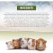 Living World Green Botanicals Adult Guinea Pig Food 1.36 kg (3 lb) - Buy Online on GoSupps.com